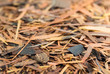 Lapacho Incas herbal tea background
