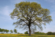 Stieleiche im Frühling auf einer Blumenwiese Stieleiche im Frühling auf einer Blumenwiese