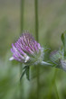 Pink Clover closeup among grass