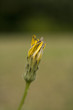 Closeup of Yellow flower