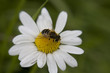 Bee sat on large Daisy
