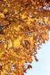 herbst