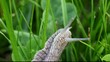 grey slug