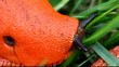a shy slug