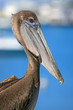 Pelican Portrait