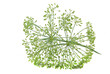 Umbrellas of fennel