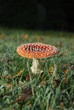 Fliegenpilz