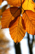 Buche im Herbst Buche im Herbst