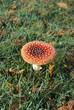 Foto: Fliegenpilz Fliegenpilz