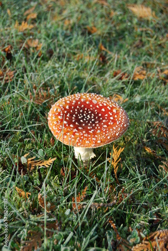 Foto: Fliegenpilz Fliegenpilz