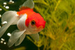 Goldfisch