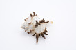 coquillage