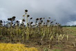 Sonnenblumenfeld Duerre - sunflower field drought 04