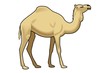 cammello