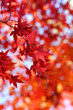 Japanese maple leaves in autumn colors Japanese maple leaves in autumn colors