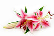 Pink lily