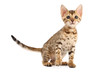 Bengal kitten