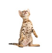 Bengal kitten playing