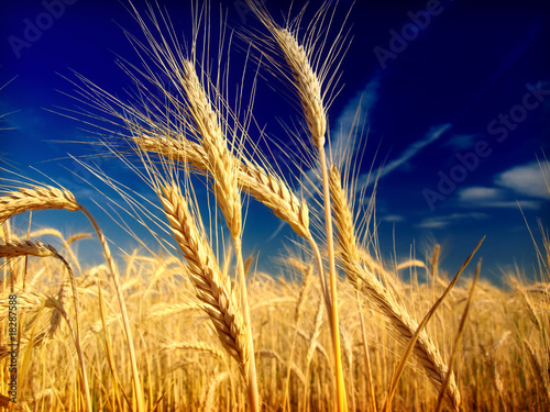 Fototapeta wheat and blue sky