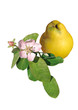 fleur, feuilles et fruit de coing