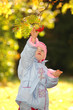 Child collects berries of rowanberry Child collects berries of rowanberry