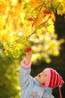 Child considers berries of rowanberry Child considers berries of rowanberry