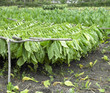 tobacco harvest, Ciego de Avila Province, Cuba
