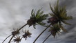 palms at hurricane