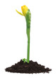 new life