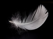 swan feather