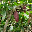 Photo : Cabosse du cacaoyer Cabosse du cacaoyer