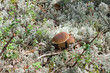 background mushrooms in a moss