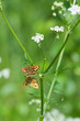 Two moths couple