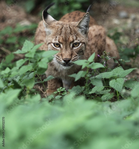 Foto: Close-up portrait of an Eurasian Lynx (Lynx lynx). Close-up portrait of an Eurasian Lynx (Lynx lynx).