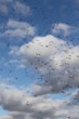 swarm of midges