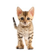 Bengal kitten