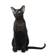 Black cat