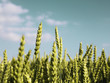 Big green Wheat