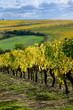 pays-vignoble3 pays-vignoble3