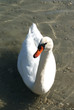 Cygne sur le lac d'Annecy