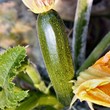 Courgette