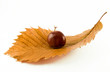 castagna