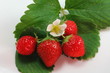 Fraises des bois