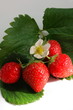 Fraises des bois