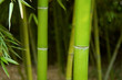 Bamboo