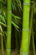 Bamboo
