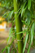 Bamboo