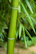 Bamboo