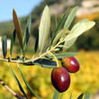 Olives