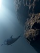 Delphin